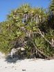 Pandanus tectorius (Screw Pine) is common on the eastern end of the cay.